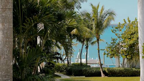 Palm-lined path toward the water
